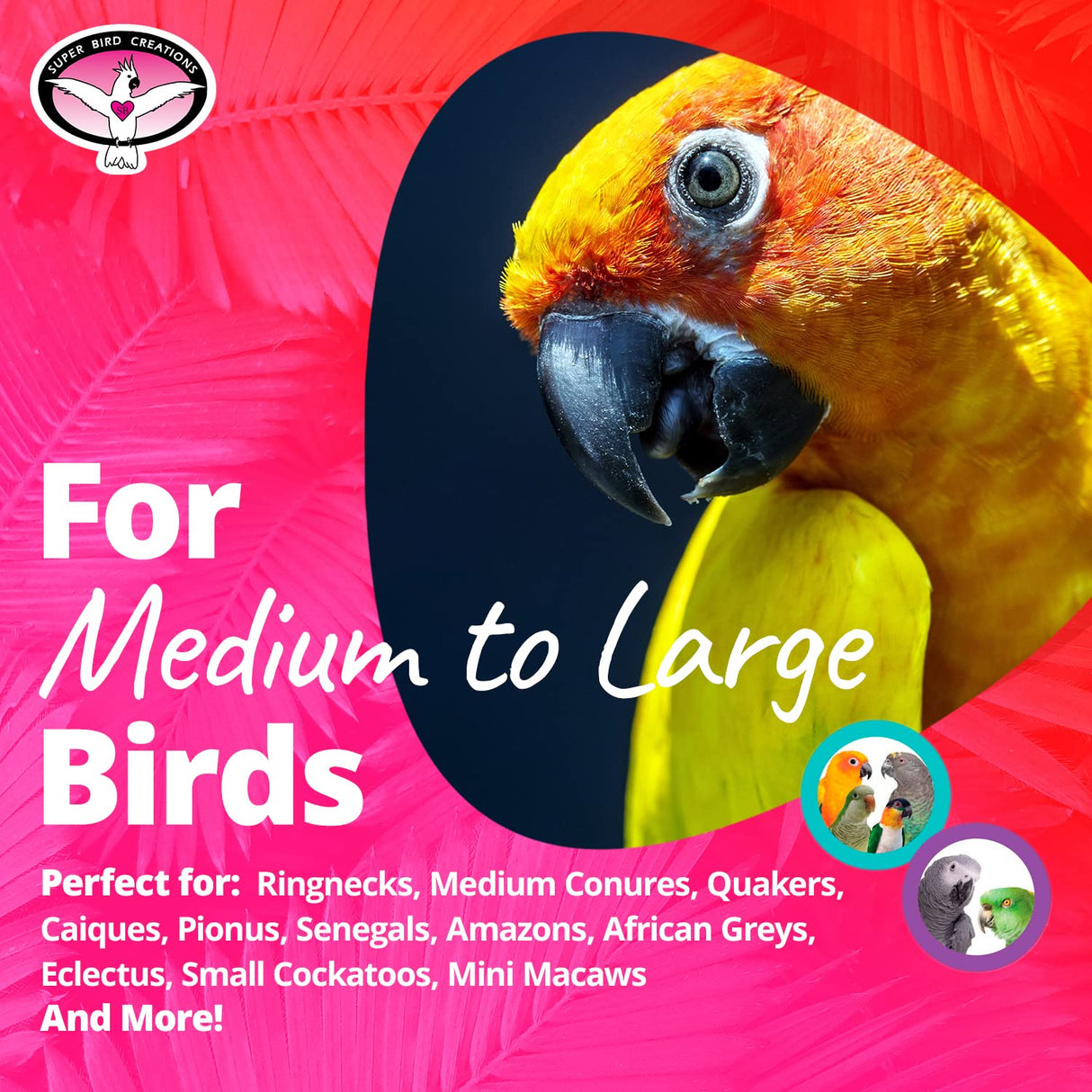 Super Bird Creations - SB126 Fold-Away Shower Window Perch - Ringnecks Medium Conures Parrots- Multi-Functional Bird Stand w/Heavy Duty Suction Cups - Stimulating Bird Toys for Large & Medium Birds