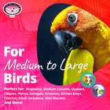 Super Bird Creations - SB126 Fold-Away Shower Window Perch - Ringnecks Medium Conures Parrots- Multi-Functional Bird Stand w/Heavy Duty Suction Cups - Stimulating Bird Toys for Large & Medium Birds