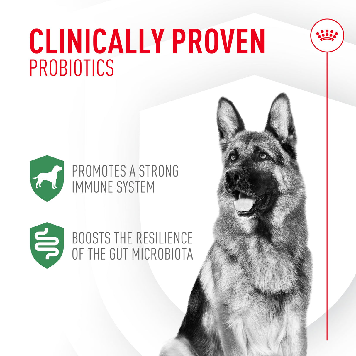 Royal Canin Probiotics for Dogs Digestive and Immune Health Powder Supplement for Dogs of All Ages, 30 Count