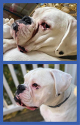 Squishface Wrinkle Paste - Bulldog, French Bulldog, Pug, English Bulldog – Cleans Wrinkles, Tear Stain, Tail Pockets, and Paws – Anti-Itch Tear Stain Remover & Bulldog Wrinkle Cream, 2 Oz.