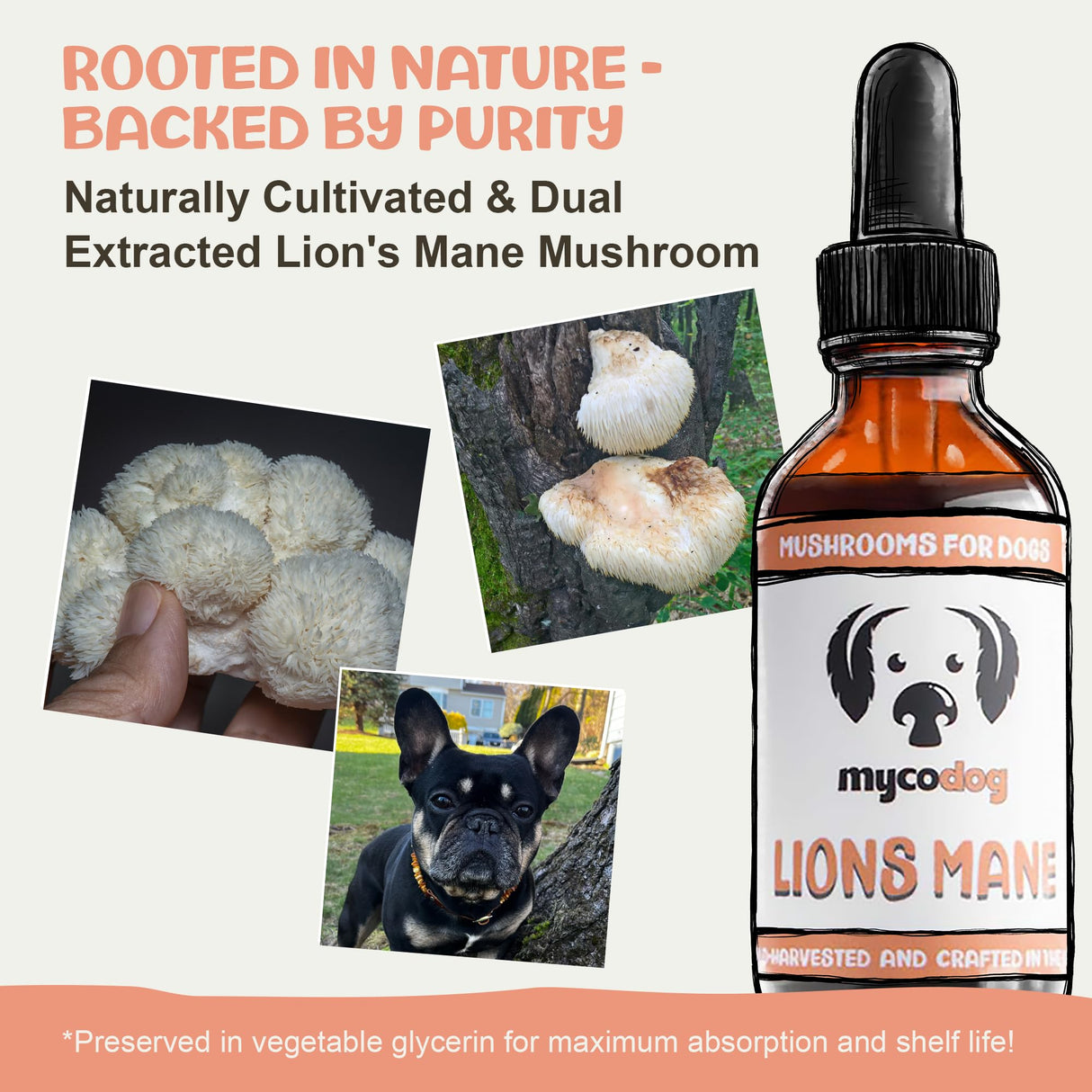 MycoDog Lions Mane Mushroom Supplement for Dogs - Cognitive & Brain Health - Lions Mane for Dogs - Senior Dog Wellness Drops