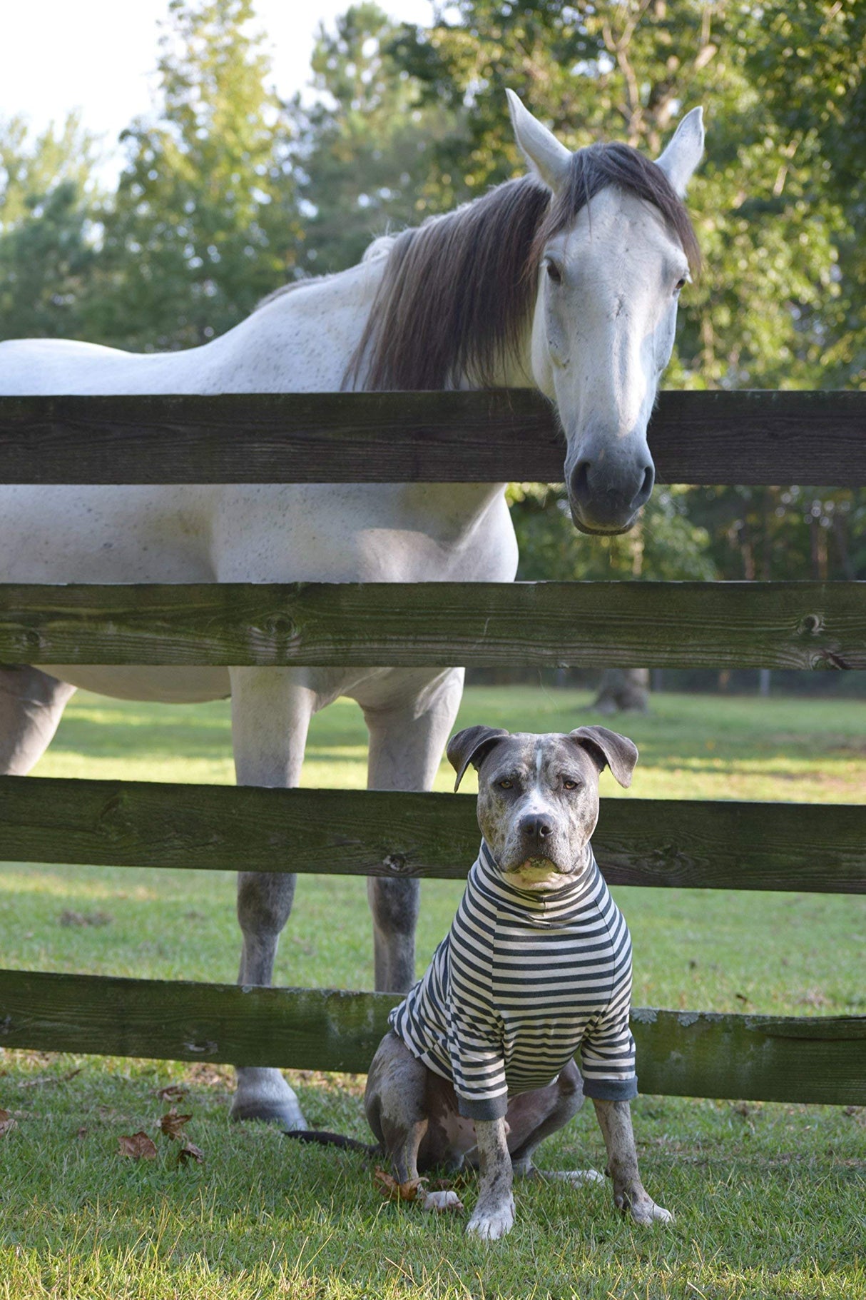 Tooth & Honey Dog Shirt for Large Dogs - Soft Cotton Spandex Pullover with Mid-Length Sleeves, Full Belly Coverage for Allergies, Skin Sensitivity & Lightweight Summer Dog Clothes - XL