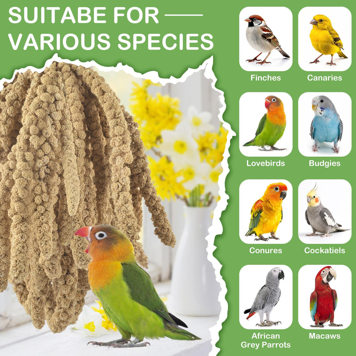 ERKOON 1.5LB Spray Millet Treat, All Natural Sun-Dried Healthy Treat Parrot Food Bird Snack for Parakeets, Lovebirds, Cockatiels, Finches, Budgies, Canaries Hamster, Bird Food Bulk