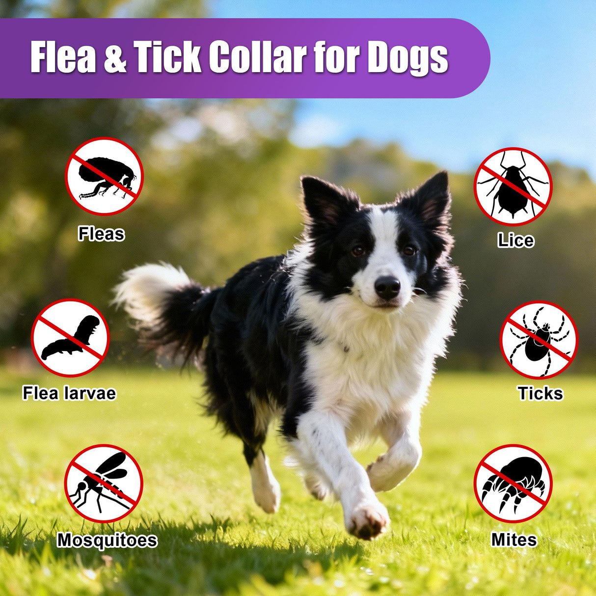 4 Pack Flea Collar for Dogs, Adjustable Flea & Tick Prevention Collars with Comb for Small Medium and Large Dog, Waterproof Flea Control Collar Safe for All Breeds, 25 inch