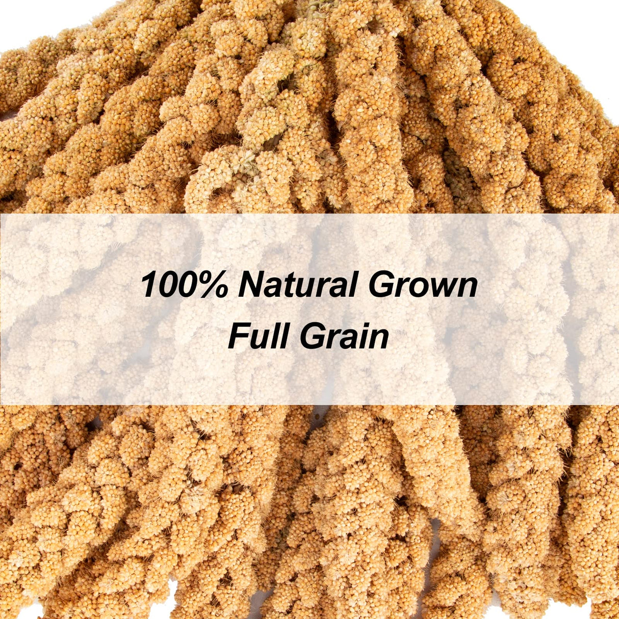 Amzey 5.5LB Spray Millet for Parakeets, 100% Natural Sun-Dried Healthy Bird Treat, Non-GMO High Protein Fresh Millet Spray for Parrots, Cockatiel, Finches & Lovebirds