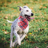 PET SHOW 50 Pack Bulk Plaid Cotton Dog Bandanas Small Female Male Cat Puppies Bibs Washable Triangle Head Scarfs Wholesale Medium Dogs Bandana Photo Prop Grooming Accessories