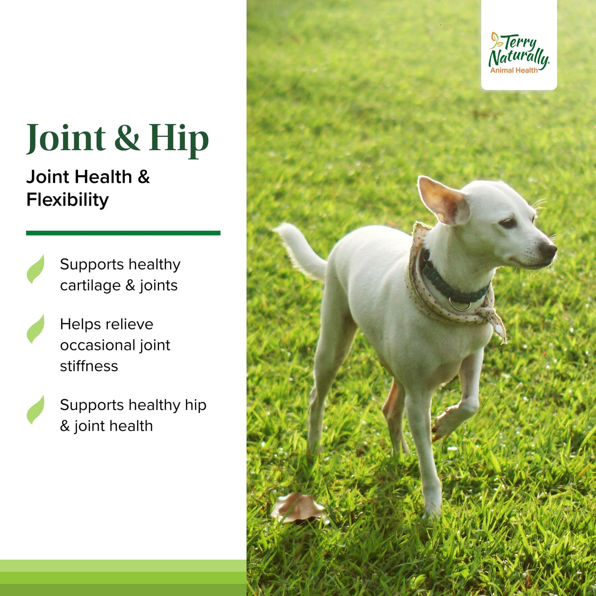 Terry Naturally Joint & Hip - Dog Health Supplement for Joint & Hip Support - Muscle Health Formula - Joint Health Support for Dogs - Pet Care Supplies - 60 Chewable Wafers