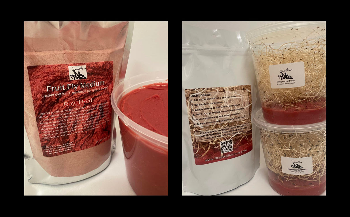 BugBoy4Ever Flightless (Drosophila hydei) Fruit Fly Culture - *Newly inoculated*