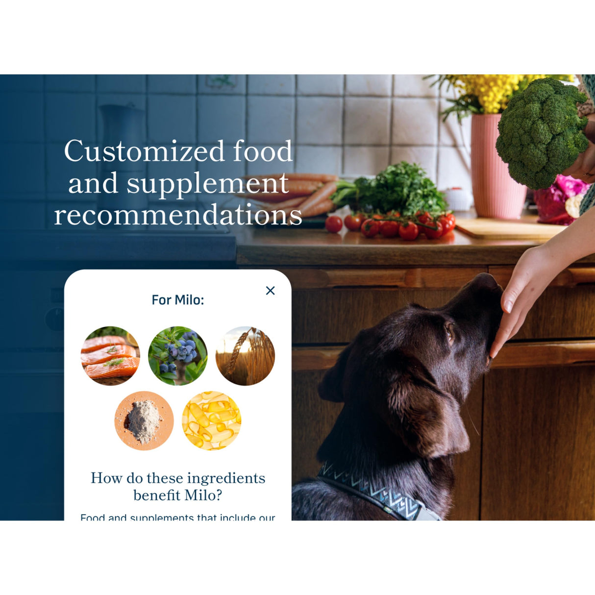 Petivity Microbiome Analysis Kit — Basic for Cats and Dogs, Powered by Purina - 4.8 oz. Box