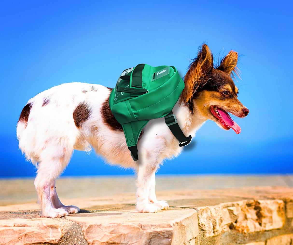 Tailtote Dog Hiking Backpack Lightweight, Adjustable, and Waterproof Pet Poopbag Holder for Outdoor Adventures,Puppy Training School or Everyday Walks (Small)