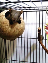 Hypeety Pet Bird Breeding Nest Coconut House Swing Ladder Toys Parrot Parakeets Finches Hamster House Natural Nest Lovebird Cage Hanging Swing Perch (C:Coco Cage Perch Toy)