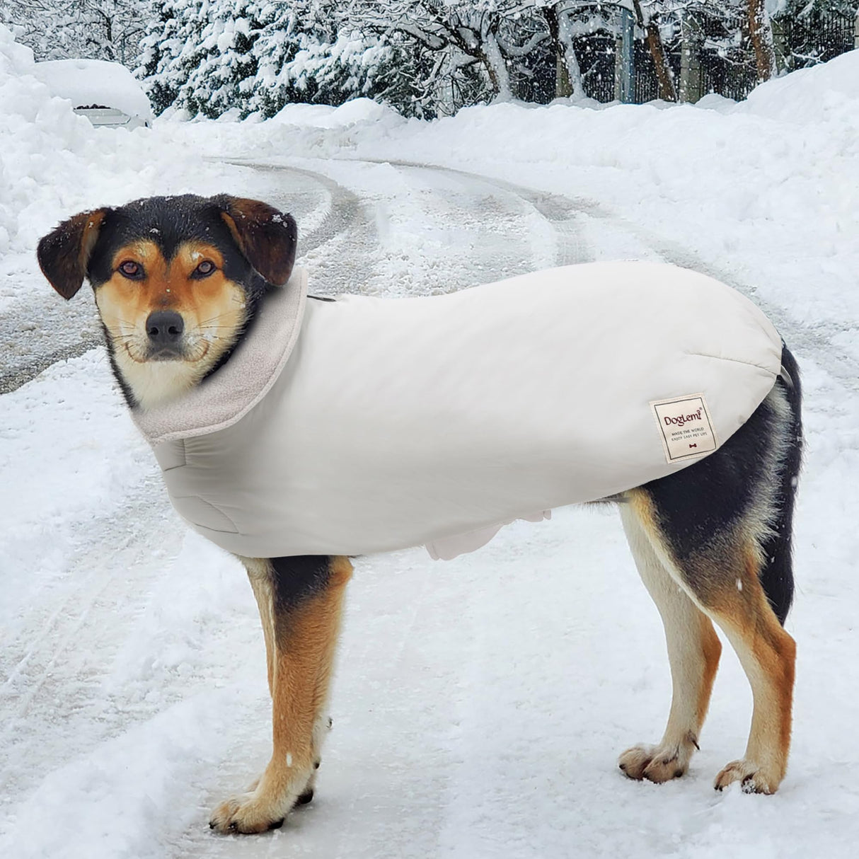 ETIAL Dog Winter Coat, Windproof Waterproof Dog Cold Weather Coats, Winter Snowsuit Extra Warm Fleece Jacket for Small Medium Large Breeds (Green,M)