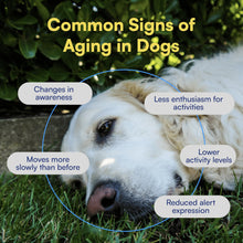 Load image into Gallery viewer, NAD+ Precursor &amp; Senior Dog Supplement - 90 Soft Chews &amp; Vitamins - NMN Alternative for Longevity, Anti-Aging &amp; Energy - Nicotinamide Riboside, Resveratrol, Quercetin, Made with Pasture-Raised Chicken
