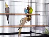Prevue Pet Products Steel Bird Flight Cage with Wheels - Large Birdcage for Parakeets, Canaries, Finches, Cockatiels, Lovebirds, & Green Cheek, Metal Standing Birdcage - Black, Large