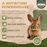 Gold Buckle Co 9lb Farm Fresh, USA Grown, Organic Alfalfa Hay for Rabbits, Guinea Pigs, Chinchillas, Goats, Hamsters & Ferrets - Rabbit Food Rich in Protein & Fiber - Just Dried, Hand-Selected