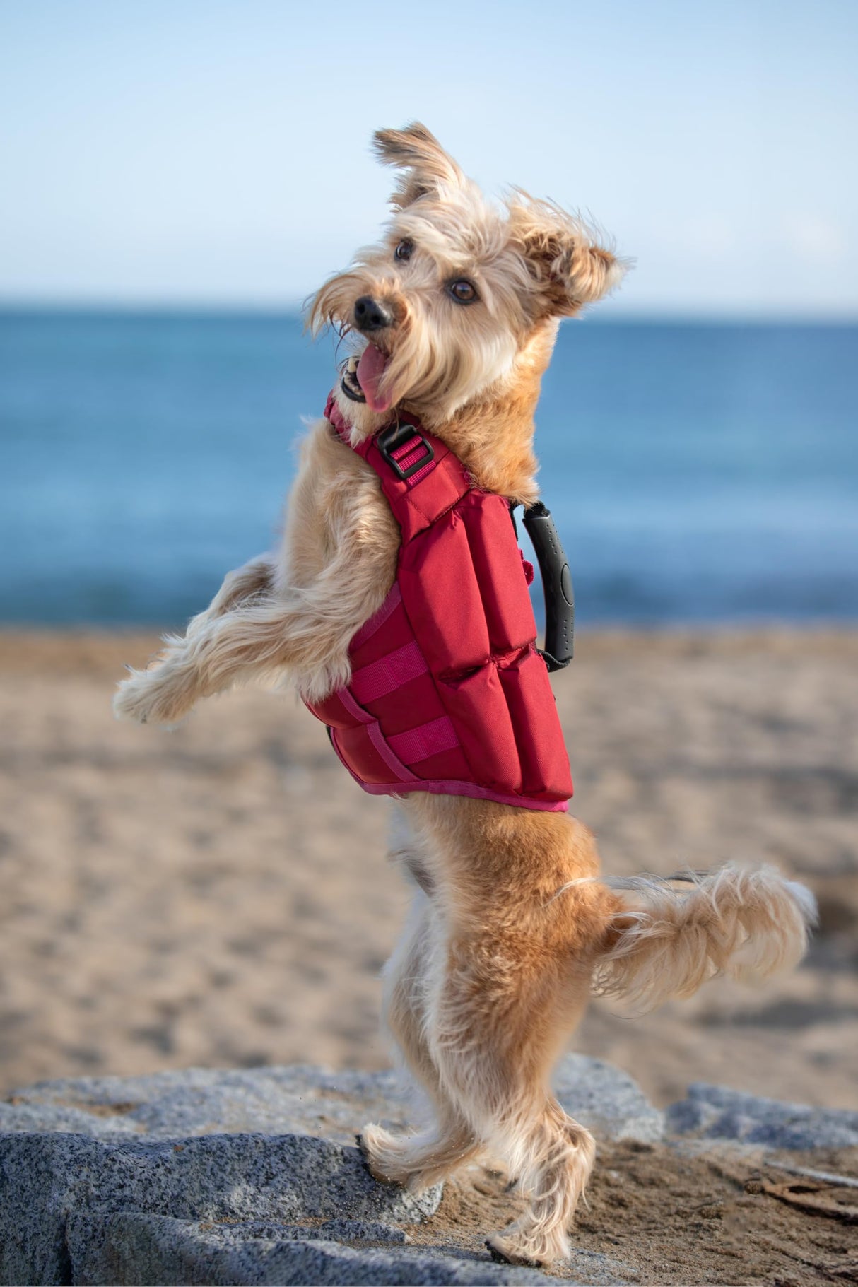 NOAH & PAW Dog Life Jacket, Human Standards Lifejacket Design, Dog Life Vest for Swimming and Boating, 3X Foam Support for Max Floating, Breathable Mesh, Salvavidas para Perros, Size XS