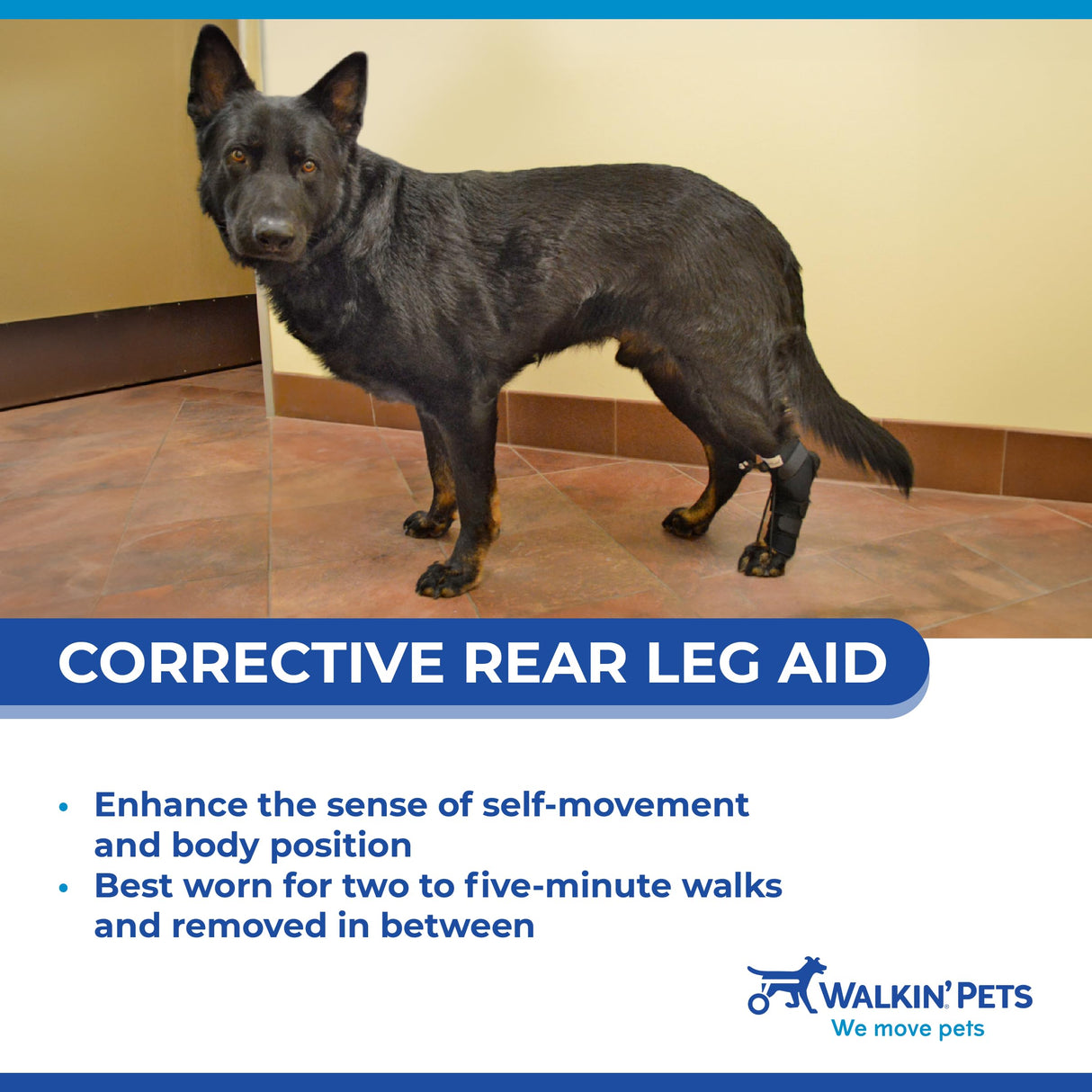 Walkin' Pets Rear No-Knuckling Training Socks for Dogs - 4-6 Inches, 30-60 lbs