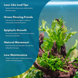 SubstrateSource Java Fern Live Aquarium Plants - Potted Freshwater Plant for Fish Tanks - Beginner Friendly, Low Light (Windelov, 1 Pot)