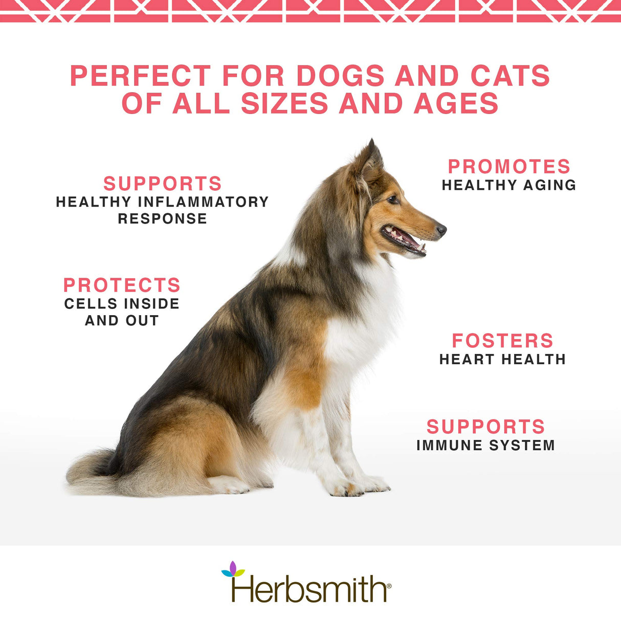 Herbsmith Pure Krill - Wild-Caught Antarctic Krill - Just 1 Ingredient - Astaxanthin for Dogs - Ready-to-Use Omega 3s – Alternative to Krill Oil for Dogs - 75g