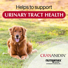 Load image into Gallery viewer, Nutramax Laboratories Crananidin Cranberry Extract Urinary Tract Health Supplement for Dogs, 75 Chewable Tablets
