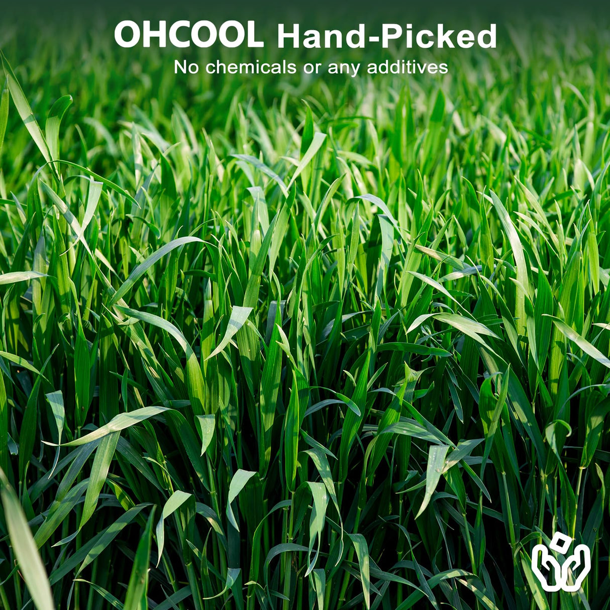 Ohcool Premium Oat Hay for Pets - Dust Free Natural Green Fresh Pet Food Hay for Rabbits, Guinea Pigs, Chinchillas, Hamsters & Gerbils - 1.1lbs
