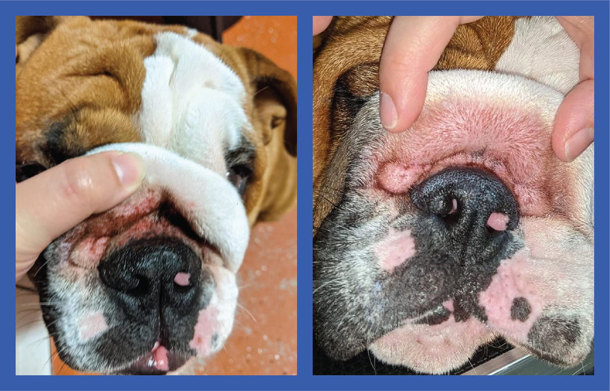 Squishface Wrinkle Paste - Bulldog, French Bulldog, Pug, English Bulldog – Cleans Wrinkles, Tear Stain, Tail Pockets, and Paws – Anti-Itch Tear Stain Remover & Bulldog Wrinkle Cream, 2 Oz.