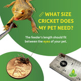 Josh's Frogs 1/4" Banded Crickets (120 Count)
