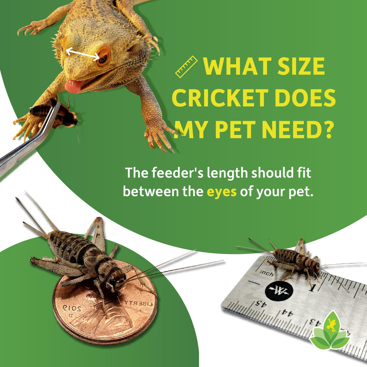 Josh's Frogs 1" Large Adult Banded Crickets (500 Count)