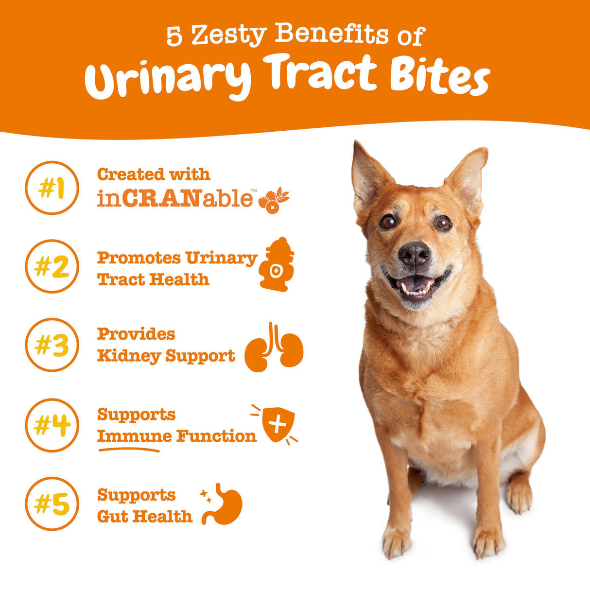 Zesty Paws Cranberry Supplement for Dogs - Bladder Control for Dogs - Urinary Tract Support - Cranberry Chews - Immune & Gut Support - Chicken - 90 Count