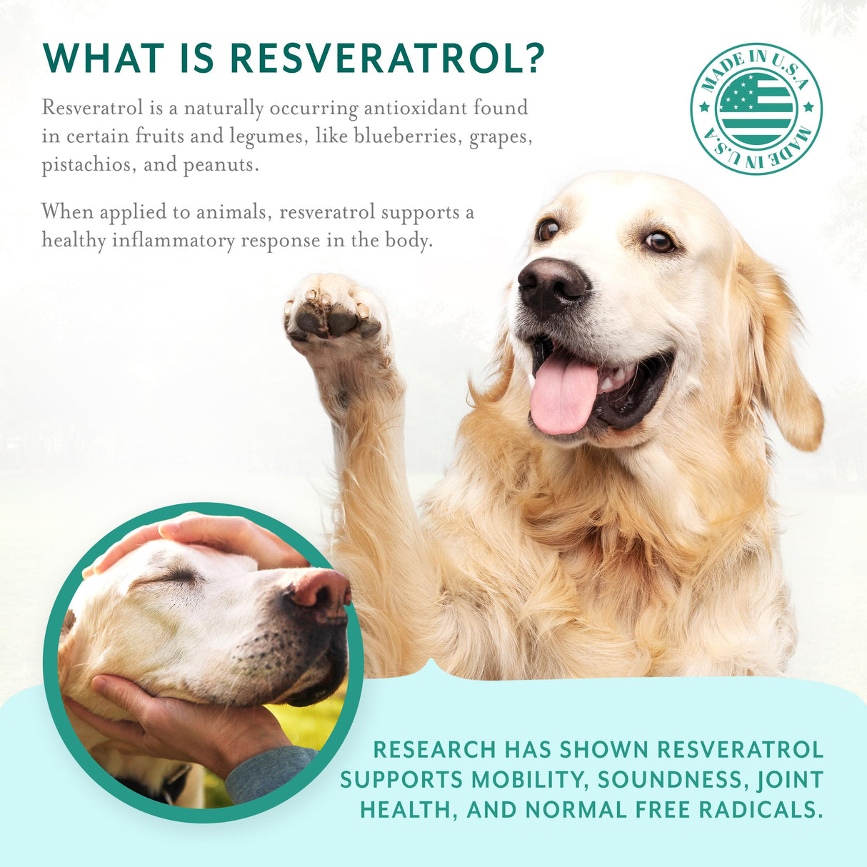PetThrive Dog Hip and Joint Support Supplement Soft Chews with Resveratrol, Glucosamine, Chondroitin, Hyaluronic Acid, Bacon Flavor, Large Breed