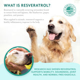 PetThrive Dog Hip and Joint Support Supplement Soft Chews with Resveratrol, Glucosamine, Chondroitin, Hyaluronic Acid, Bacon Flavor, Large Breed
