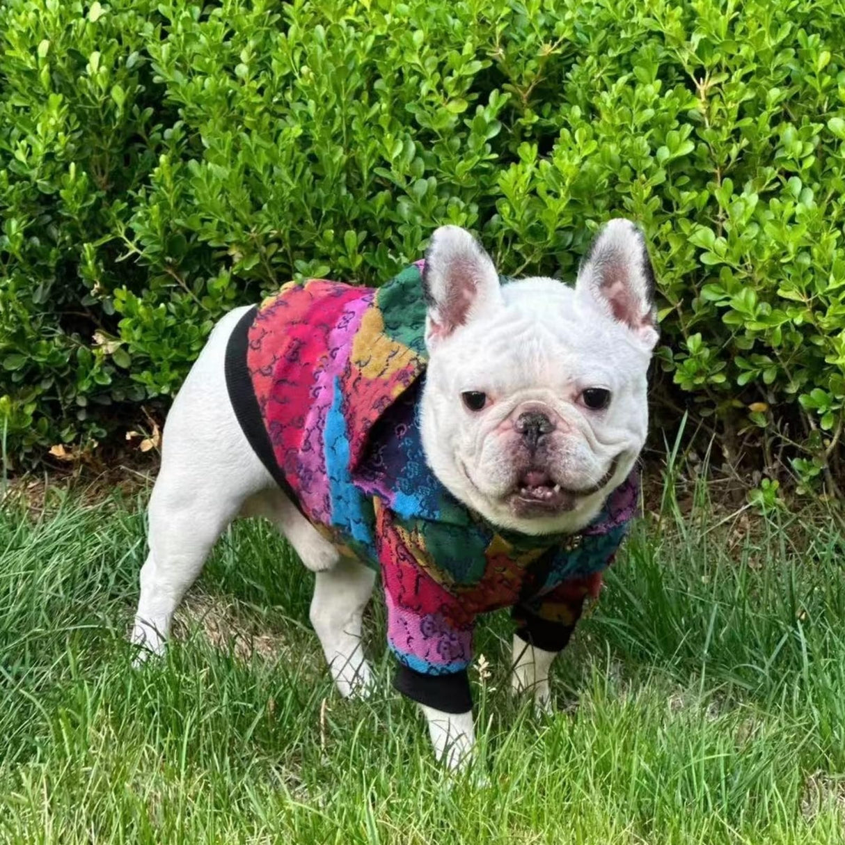 HQREA Dog Hoodie Luxury Winter Small Dog Jacket Clothes Classic Designer French Bulldog Teddy Pug Puppy Clothes(S)