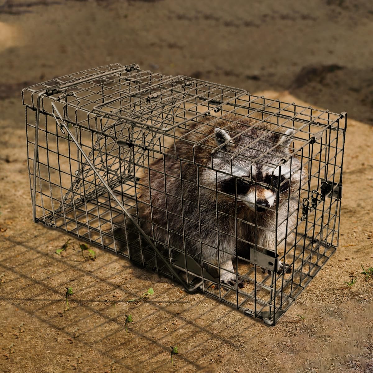 Live Humane Cat Trap for Stray Cats -1 Pack Raccoon Trap, Squirrel Trap, Animal Cage Trap for Armidillo, Rabbit, Feral Cats and Possums, Catch and Release, Collapsible Easy to Store, Dog Proof, 32"