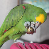 Fosrion Heavy Duty Stainless Steel Bird Toy for Large Parrots - Chew-Proof Foraging Ball with Bell for Macaws, Cockatoos, African Greys (Large)