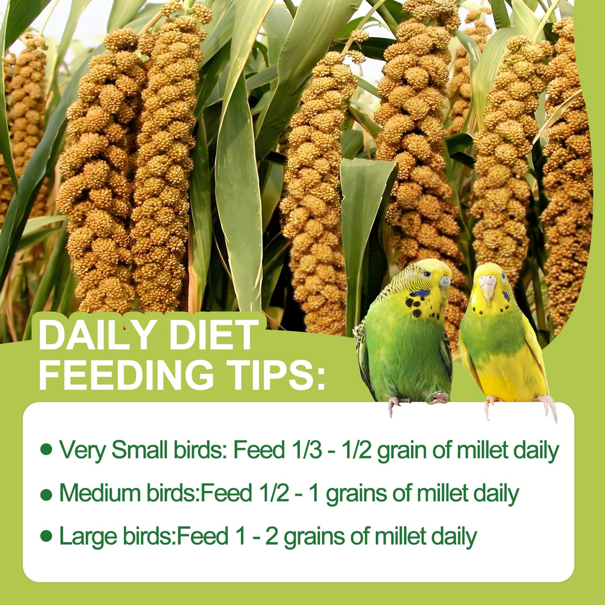 MEILLEURE 2LB Spray Millet Bird Treat for Parakeets, Natural Sun-Dried Birds Millet Spray for Parrots, Finches, Cockatiel, Budgie & Hamster, Bird Food Bulk