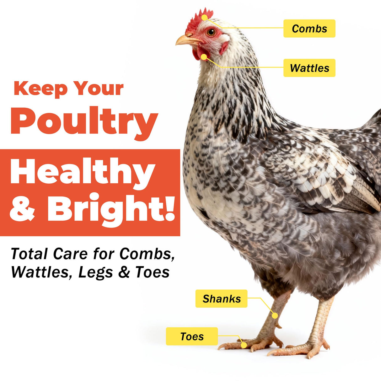 Respiratory Aid for Poultry - Chicken Supplement - Drinking Water Additive - Supports Respiratory Health in Roosters - Suitable for All Birds - 6 oz Dropper - Made in USA