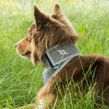 Back on Track Draco High Visibility Reflective Bandana for Active Dogs - Safety and Comfort on Every Adventure, Grey - S