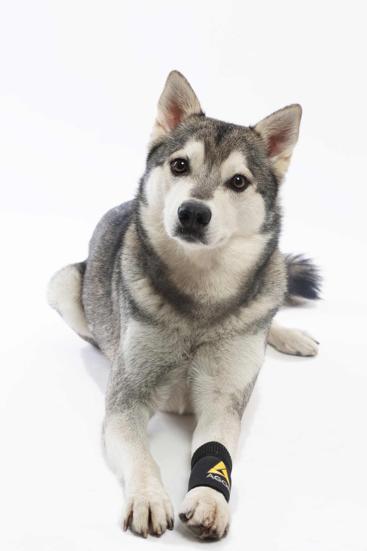 Agon® Dog Canine Front Leg Brace Paw Compression Wraps with Protects Wounds Brace Heals and Prevents Injuries and Sprains Helps with Loss of Stability Caused by Arthritis (Large/X-Large)