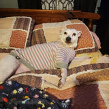 Tooth & Honey Big Dog Stripe Shirt – Pullover with Full Belly Coverage – Pink and Grey Pitbull Shirt for Extra Large Dogs