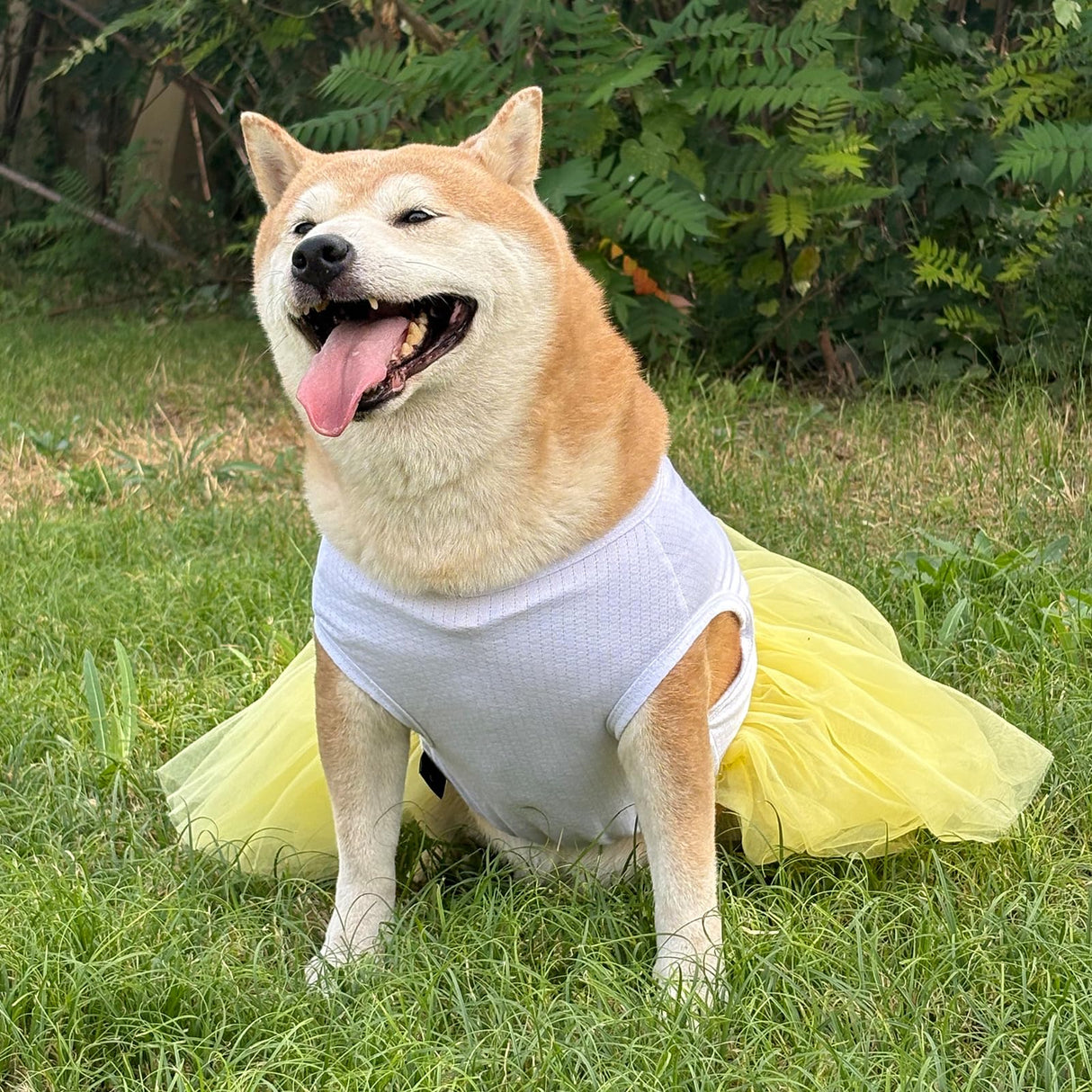 UOSIA Dog Princess Dresses for Large Dogs Girls Sleeveless Pullover Wedding Birthday Tutu Dress with Butterfly Embroidered Summer Breathable Big Breed Female Dog Clothes(Yellow,5XL)