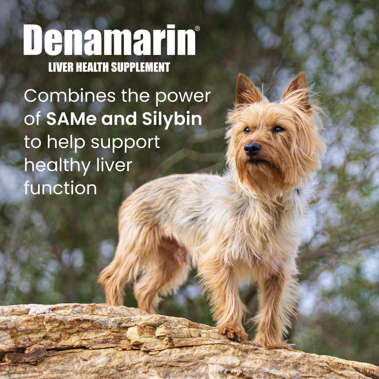 Nutramax Laboratories Denamarin Liver Health Supplement for Small Dogs and Cats - With S-Adenosylmethionine (SAMe) and Silybin, 30 Tablets
