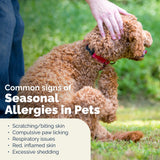 Vetnique Dermabliss Anti Itch Spray for Dogs & Cats with Hydrocortisone for Allergies and Immediate Dog Itching Skin Relief - Fragrance Free with Soothing Oat Extract (8oz)