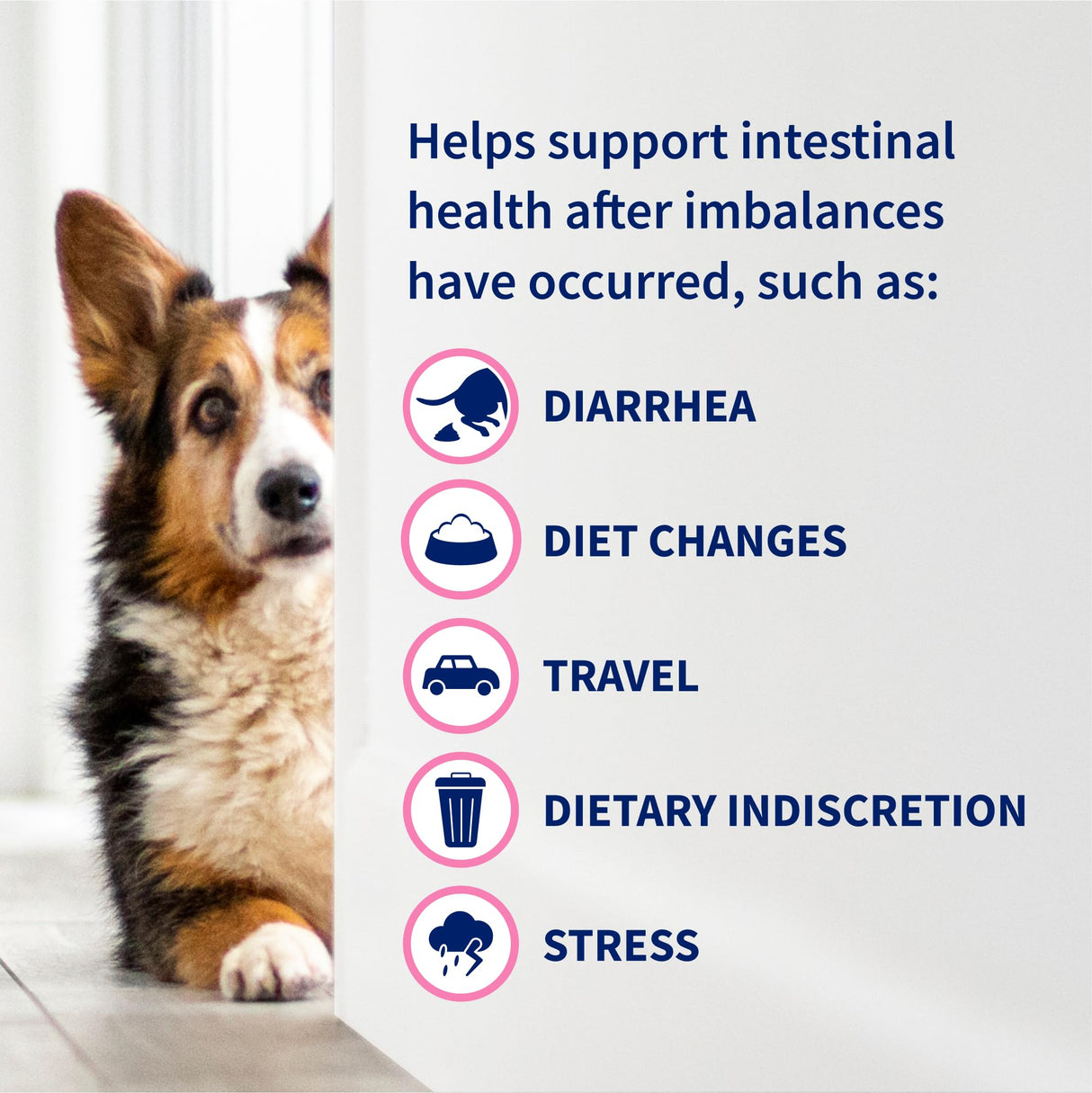 Nutramax Proviable Probiotics for Dogs, Daily Digestive Health Supplement with Multiple Strains of Bacteria, Dog Probiotics Plus Prebiotics, 60 Chewable Tablets