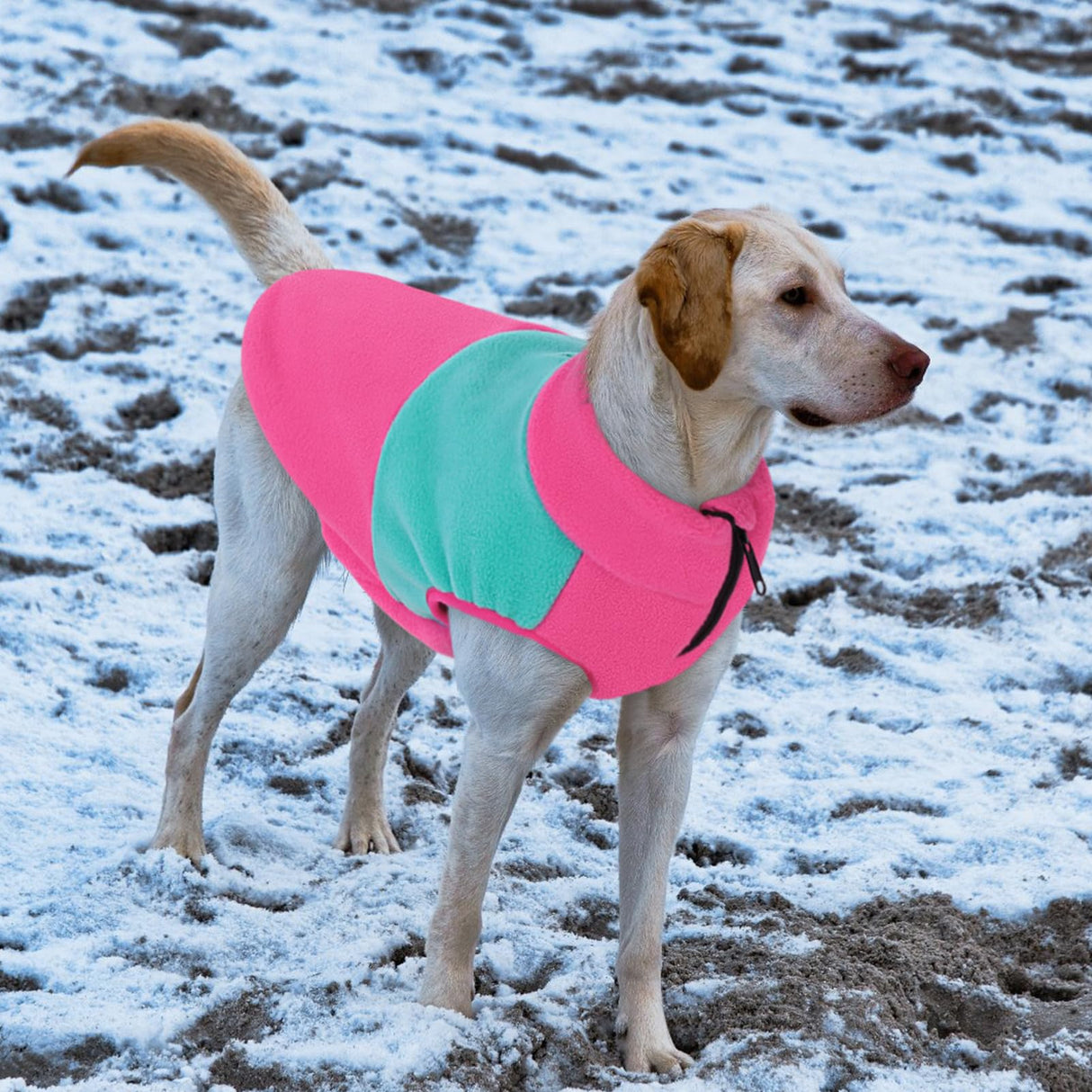 Queenmore Fleece Sweater Vest Jacket for Dogs, Pet Sweatshirt Winter Clothes for Boys Or Girls, Large Medium Small Sizes, Fuchsia/Mint, S
