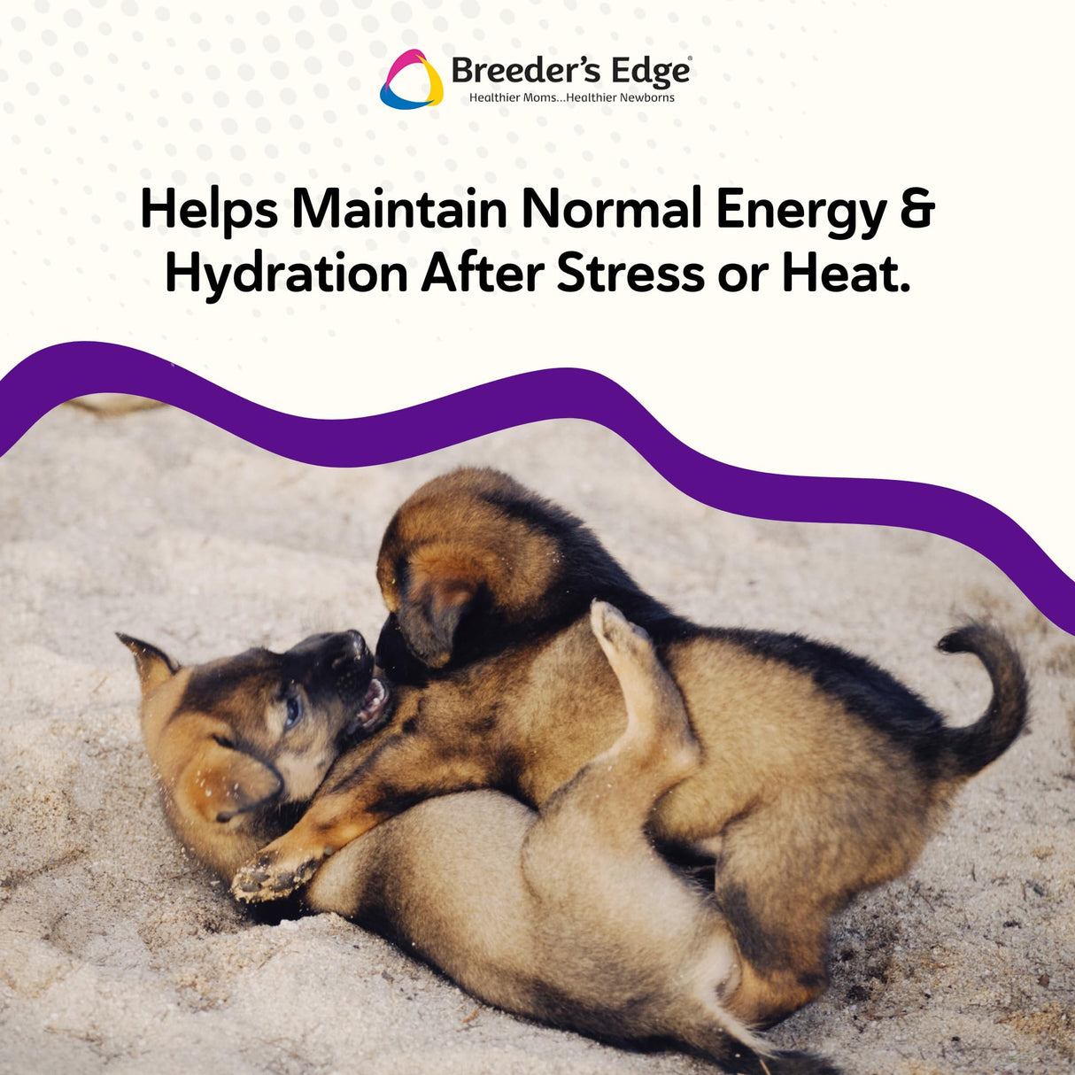 Breeder’s Edge Puppy Lyte, Electrolyte Supplement for Puppies and Nursing Dogs, Supports Hydration, Energy & Recovery, Chicken Soup Flavor, 300g