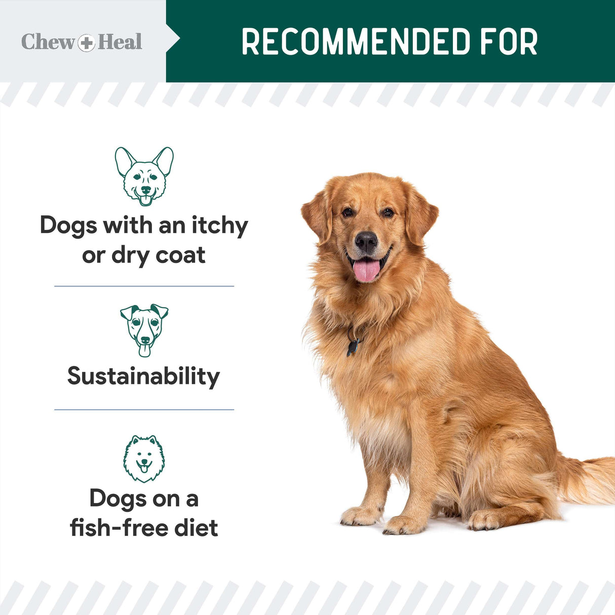 Vegan Omega 3 Oil for Dogs - 8 oz of Fish Free Algae Oil for Healthy Skin and Coat - Made with Omega 3 and 6 Fatty Acids, EPA, DHA, and DPA - Made in The USA