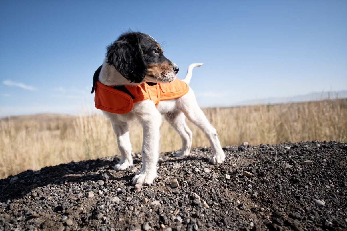 Carhartt Firm Duck Insulated Dog Chore Coat, Durable Weather Resistant Coat for Cold and Windy Conditions, Contains PFAS (Hunter Orange), Medium