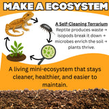 Bioactive Combo | 25 Powder Orange Isopods | 8oz Coco Temperate Springtails | Live Arrival Nationwide!