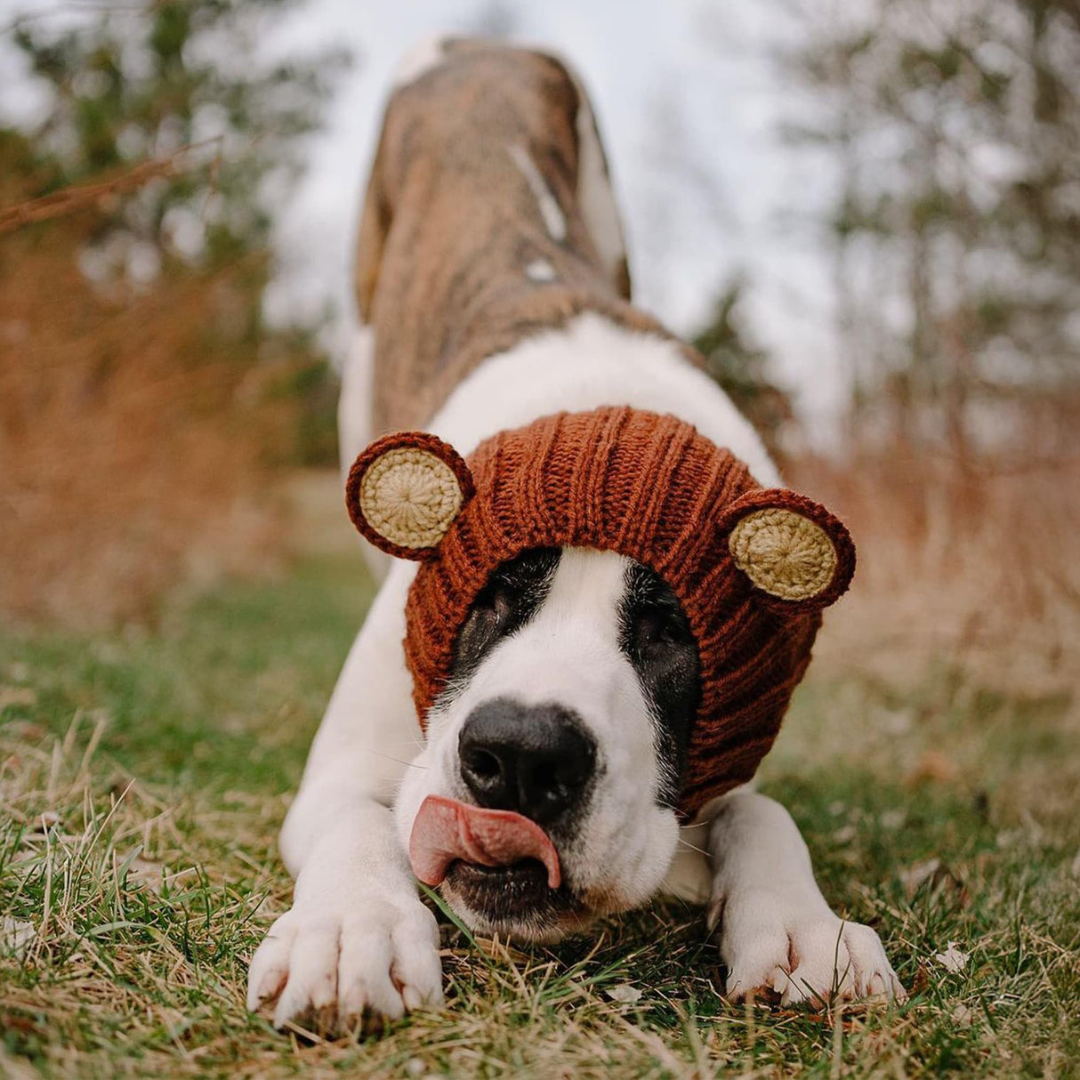 Zoo Snoods Grizzly Bear Costume - Warm Knit Dog Snood Wrap for Pets, Neck Ear Cover Protection, Halloween Winter (Small)