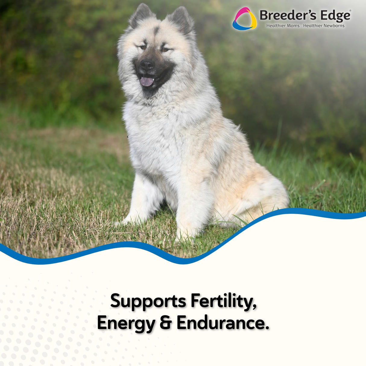 Breeder’s Edge Oxy Stud Male Supplement Multivitamin for Dogs & Cats, Helps Support Breeding, Fertility and Nutritional Needs Specific to Male Reproductive Health, Soft Chews - 60ct Medium & Large Dog